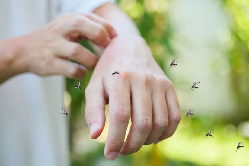 Ruka oko koje su komarci pokazuje ujed insekta.